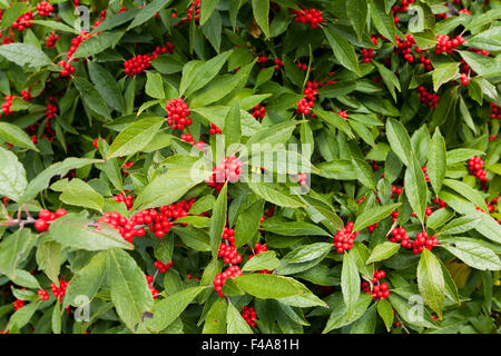 Winterberry houx (Ilex verticillata) - arbuste rouge hiver feuilles et baies - Virginia USA Banque D'Images