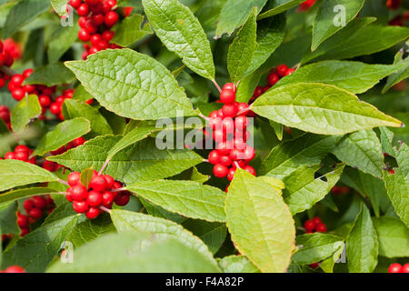 Winterberry houx (Ilex verticillata) - arbuste rouge hiver feuilles et baies - Virginia USA Banque D'Images