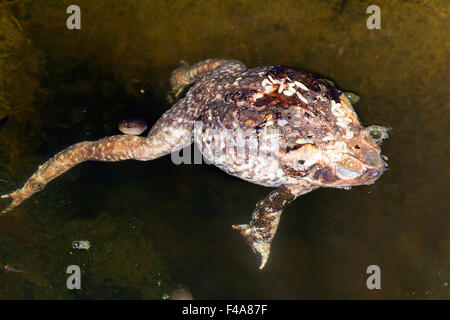 Canne mort toad (Rhinella marina) pourrir dans un drain, Equateur Banque D'Images