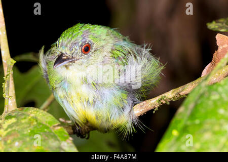 Manakin non identifiés (Pipra sp.) dans la nuit de repos dans le sous-étage de la forêt tropicale, l'Équateur Banque D'Images