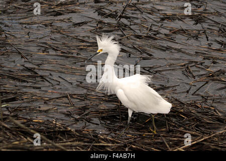 Une aigrette neigeuse se pavane sur un marais d'afficher son plumage. Banque D'Images