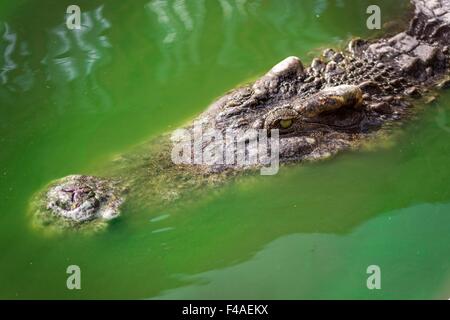 Samut Prakan, Thaïlande. 13 Oct, 2015. A deux mètres de long crocodile nage dans l'eau à la ferme aux crocodiles de Samut Prakan, Thaïlande, 13 octobre 2015. La ferme à Samut Prakan est compté parmi les plus grandes fermes de crocodiles. Photo : IAN ROBERT KNIGHT/dpa/Alamy Live News Banque D'Images