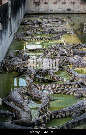 Samut Prakan, Thaïlande. 13 Oct, 2015. Les crocodiles se trouvent dans leur enceinte à la ferme aux crocodiles de Samut Prakan, Thaïlande, 13 octobre 2015. La ferme à Samut Prakan est compté parmi les plus grandes fermes de crocodiles. Photo : IAN ROBERT KNIGHT/dpa/Alamy Live News Banque D'Images