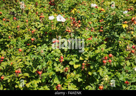 Rose rugosa Banque D'Images