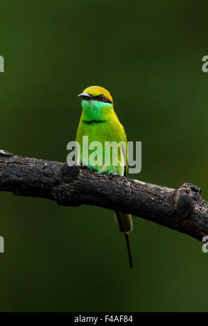 Le livre vert Guêpier (Merops orientalis) (parfois little green bee-eater) est une espèce de passereau de la près de bee-eater famille. Banque D'Images