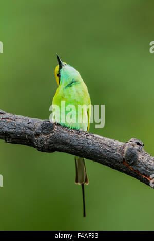 Le livre vert Guêpier (Merops orientalis) (parfois little green bee-eater) est une espèce de passereau de la près de bee-eater famille. Banque D'Images