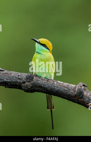 Le livre vert Guêpier (Merops orientalis) (parfois little green bee-eater) est une espèce de passereau de la près de bee-eater famille. Banque D'Images