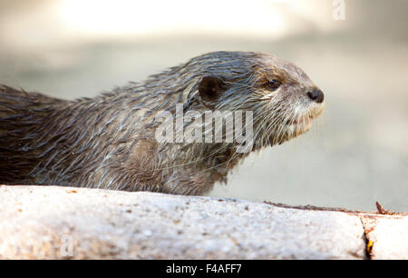 Une loutre cendrées oriental ou aonyx cinerea. Libre shot Banque D'Images