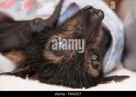 Bebe Ours A Lunettes Bat Ii Photo Stock Alamy