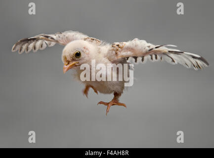 oiseau Banque D'Images