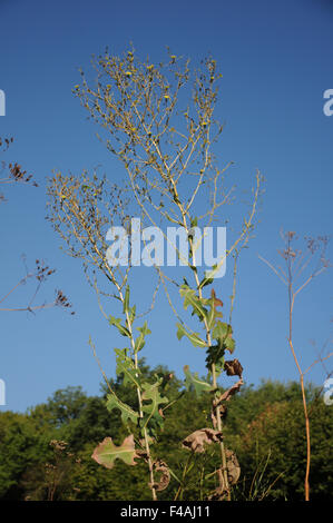 Laitue scariole Banque D'Images