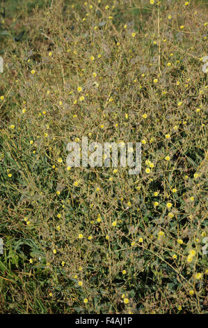 Laitue scariole Banque D'Images