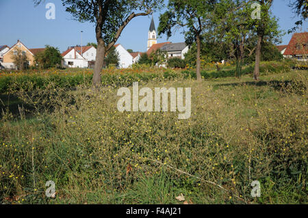 Laitue scariole Banque D'Images