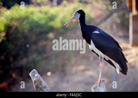 Portrait d'Abdims ou Stork Ciconia Abdimii, perché sur un arbre. Tourné contre la lumière Banque D'Images