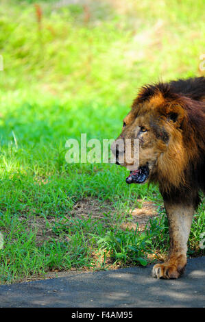 Un Lion est la marche Banque D'Images