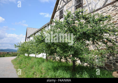 Prunier damson Banque D'Images