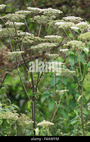 Angelica archangelica Banque D'Images