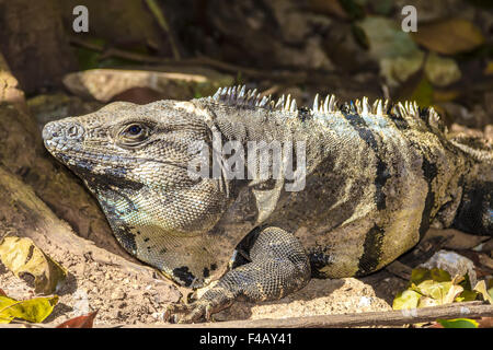 Iguana reptiles squamates () Yucatan Mexique Banque D'Images