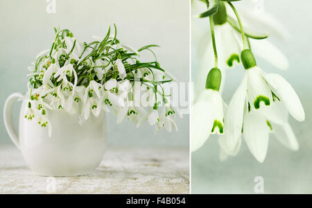 Fleurs Snowdrop Banque D'Images