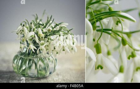 Fleurs Snowdrop Banque D'Images