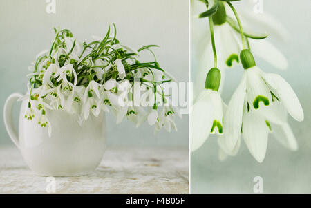 Fleurs Snowdrop Banque D'Images