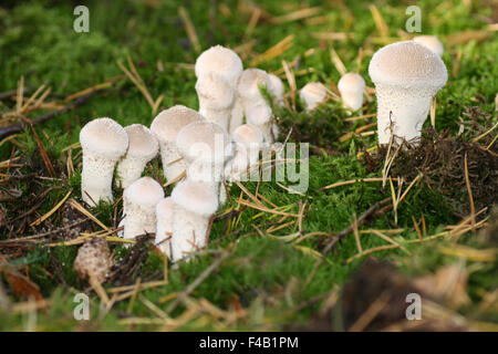 Lycoperdon perlatum Banque D'Images