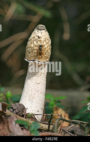 Stinkhorn Banque D'Images