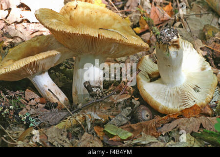 Russula foetens Banque D'Images
