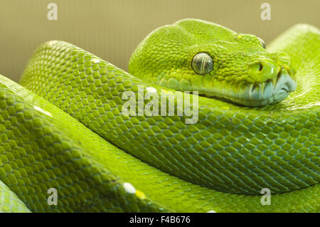 Arbre vert clair python Banque D'Images