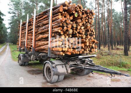 Les troncs d'arbre dans la forêt Banque D'Images