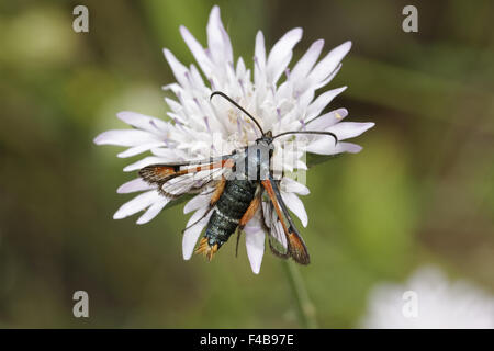 Sésie chrysidiforme Pyropteron, Fiery Banque D'Images