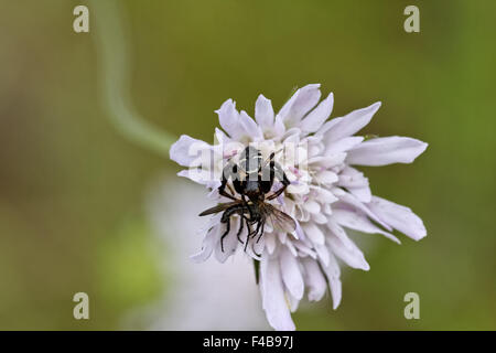 Synema globosum, crabe araignée (femelle) Banque D'Images