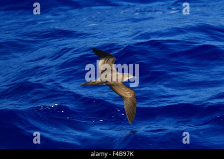 Wedge-tailed shearwater (Puffinus pacificus) au Japon Banque D'Images