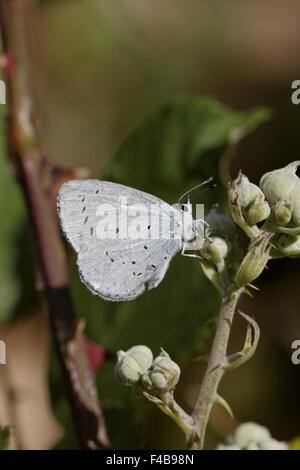 Celastrina argiolus, Holly Blue Butterfly Banque D'Images