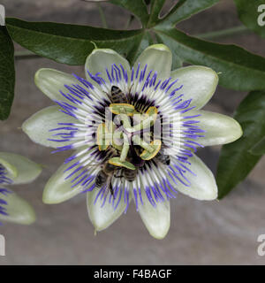 Passiflora caerulea, Blue Passion Flower Banque D'Images