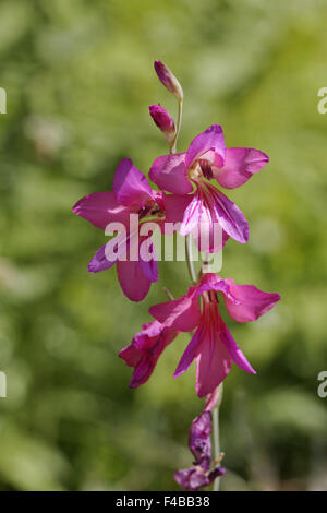 Gladiolus illyricus, glaïeul d'Illyrian Banque D'Images