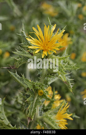 Scolymus hispanicus, chardon doré commun Banque D'Images