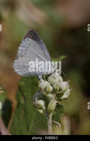 Celastrina argiolus, Holly Blue Butterfly Banque D'Images