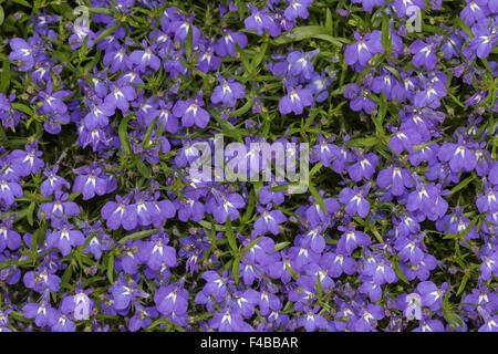 Lobelia erinus Lobelia Bordure bleu, Laura Banque D'Images