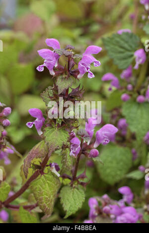 Lamium maculatum, repéré Deadnettle Banque D'Images