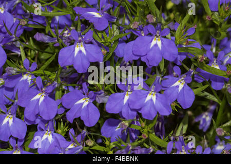 Lobelia erinus Lobelia Bordure bleu, Laura Banque D'Images