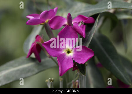 Matthiola incana, Hoary Stock, Stock Tenweeks Banque D'Images