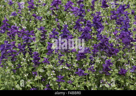 Salvia viridis Blue Monday, sauge sclarée Banque D'Images