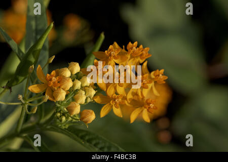 Asclepias curassavica Asclépiade tubéreuse, cuisine Mexicaine Banque D'Images