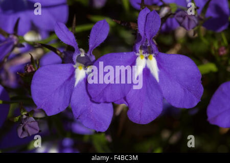 Lobelia erinus Lobelia Bordure bleu, Laura Banque D'Images