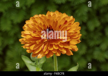 Calendula officinalis, Pot Marigold, Ruddles Banque D'Images