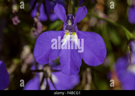 Lobelia erinus Lobelia Bordure bleu, Laura Banque D'Images