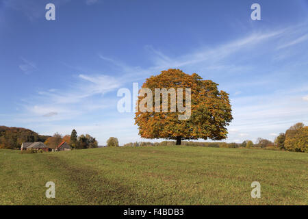 Arbre généalogique de Conker (Aesculus) en automne, Allemagne Banque D'Images