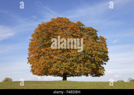 Arbre généalogique de Conker (Aesculus) en automne, Allemagne Banque D'Images