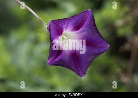 L'Ipomoea purpurea, Purple Morning Glory Banque D'Images